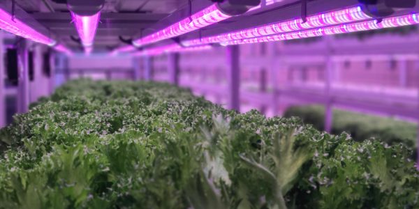 vertical farming